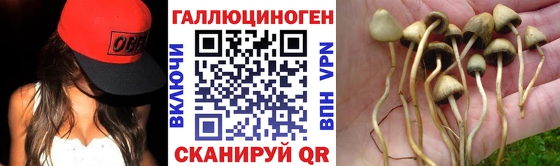 Купить закладки  Георгиевск  Псилоцибиновые грибы Psilocybe 